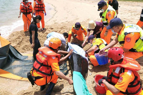 重返大海 ◎ 一隻針對保育類「短肢領航鯨」昨日擱淺在澎湖尖山沙灘,澎湖岸巡隊接獲通報或同保育人員趕往搶救,小鯨魚不斷迷航折返,幾經波折終於重返大海的家。
