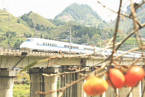 ◎ 九月廿二日,動車在貴廣高鐵貴州省三都縣普安鎮段附近行駛,與成熟的柿子相映成景。新華社發(陸德華攝)