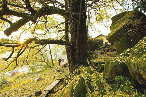江西宜春的明月山的金黃桂花,讓人陶醉。