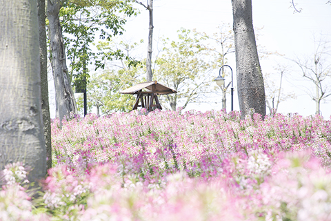 ◎ 深合區打造向日葵花海。