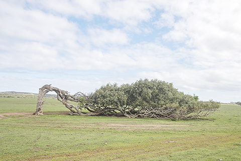 　◎ 在西澳大利亞州首府珀斯北部一處農場拍攝的造型奇特的樹。
