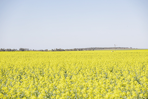 　◎ 在西澳大利亞州珀斯以北約五百公里處拍攝的油菜花田。