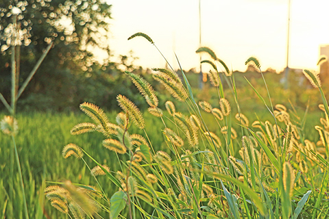 茶豐山莊的狗尾草。