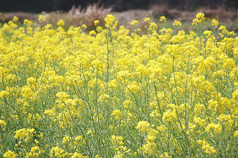 春天的油菜花。