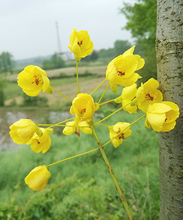 八甲山村的雲寶花。