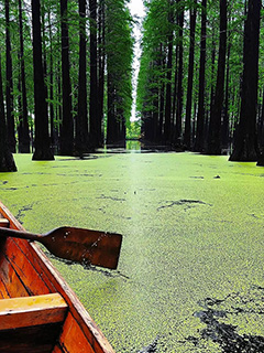 淥洋湖森林公園一整片浮萍。