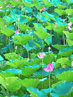 中華荷園的粉紅荷花