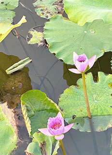 馬鑾灣雙溪濕地公園的睡蓮