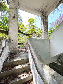 低垂的樹幹阻擋了去路