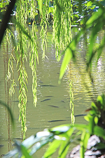 春風楊柳絲低垂