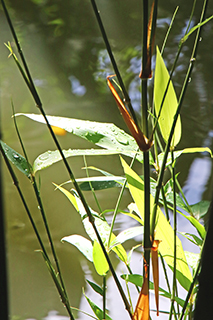 推陳出新的竹枝