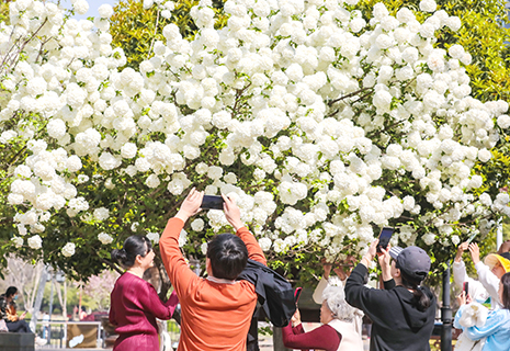 武漢沙湖公園內木綉球迎來盛放期,引得遊人如織。(中新社記者 張暢 攝)
