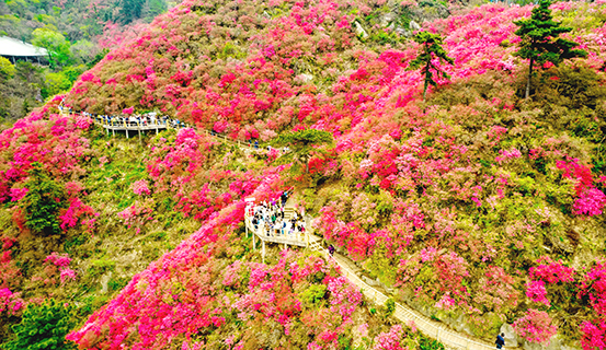 武漢黃陂木蘭雲霧山的杜鵑花海迎來盛花期,蔚為壯觀(無人機圖片)。 (中新社記者 張暢 攝)