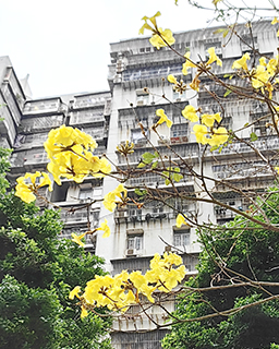 黃花風鈴木綻放