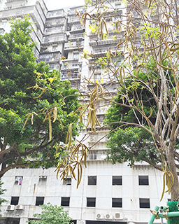 果實累累的黃花風鈴木