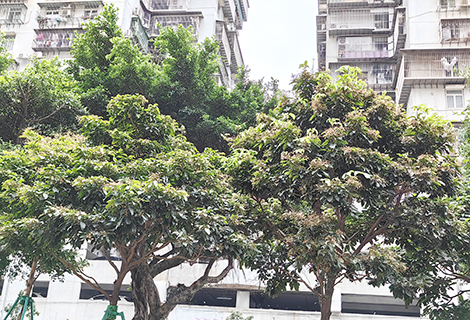 假蘋婆(前面兩棵)