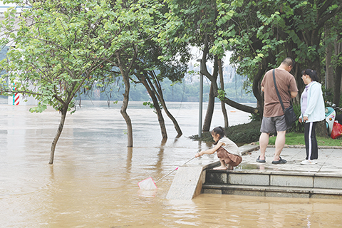 ◎ 六月廿一日,廣西柳州市城區沿江低窪地段被洪水淹沒。據廣西壯族自治區水文中心預測,受持續強降雨影響,柳江將出現編號洪水,柳江柳州城區河段將出現超警一米左右的洪水(警戒水位八十二點五米)。圖為民眾在被淹路段撈魚。(中新社記者林馨 攝)