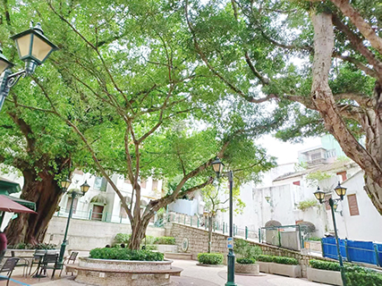 亞婆井前地的大樹