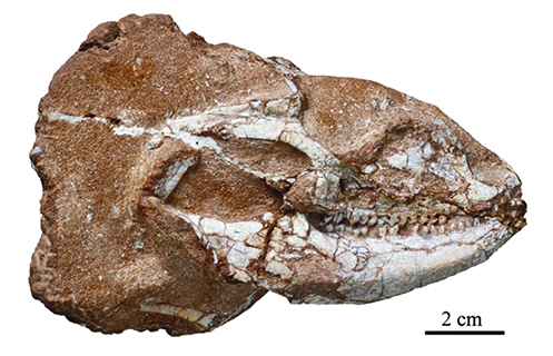 本項研究的方氏異齒蜥化石正型標本。(中國科學院古脊椎所 供圖)
