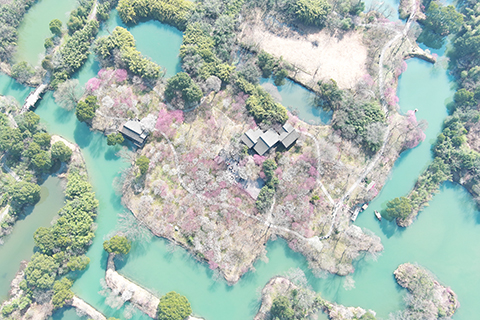 2025年2月18日,航拍浙江杭州西溪濕地的梅林(無人機照片)。(中新社記者 王剛 攝)