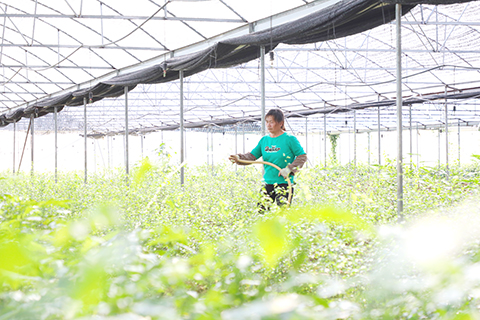 廣西金秀瑤族自治縣一處中藥瑤藥材育苗示範基地裡,工人正在澆水。(劉維 攝)