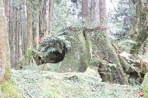 千年古檜雖只剩樹根,卻不忘托舉下一代