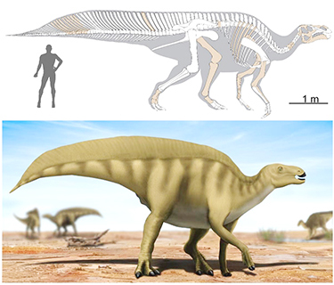 圖為帆尾貢水龍骨骼及身體復原圖。(石順義 繪製)