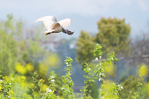 ◎ 三月三十日,洋縣草壩村,朱䴉銜枝築巢。(新華社記者鄒競一 攝)