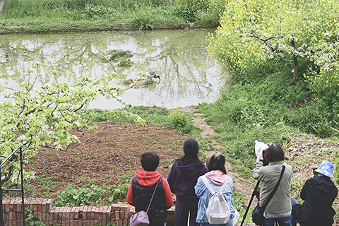 ◎ 三月廿九日,觀鳥愛好者在洋縣草壩村的一處水塘邊觀看朱䴉覓食。(新華社記者鄒競一 攝)